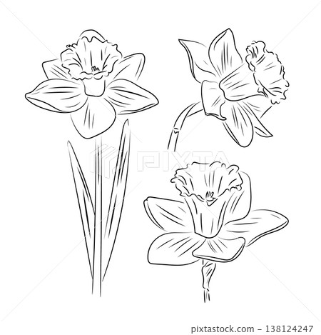 White narcissus, elegant spring bloom, flat vector illustration of daffodil flower with stem isolated on white background. 138124247