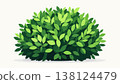 Compact leafy shrub with overlapping foliage creating a full circular form fresh green tones minimal design smooth shapes 138124479