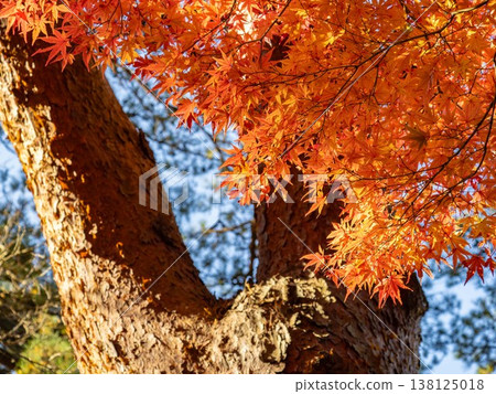 Autumnal leaves 138125018