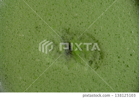 Green algae foam texture with dense bubbles organic surface macro 138125103
