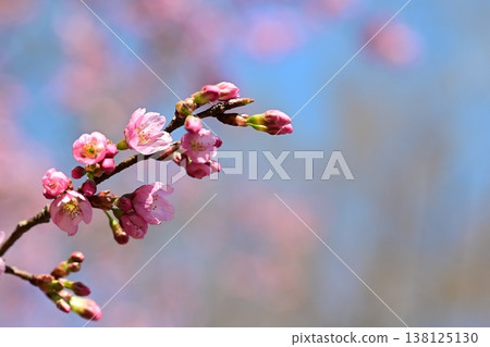 Elegant cherry blossoms that are about to bloom against a blue sky Elegant cherry blossoms that are about to bloom against a blue sky 138125130