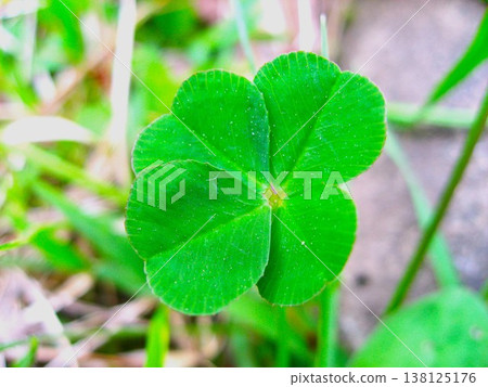 A four-leaf clover that brings good luck 138125176