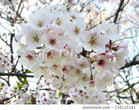 Cherry blossoms at a charming shrine 138125181