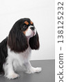 Portrait Cavalier King Charles spaniel puppy on white background. 138125232