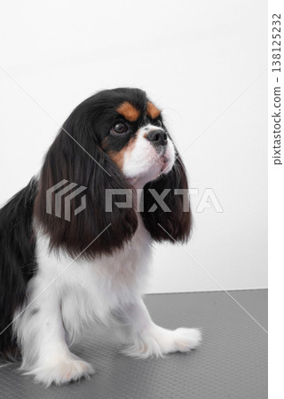 Portrait Cavalier King Charles spaniel puppy on white background. 138125232