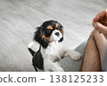 puppy cavalier Charles King spaniel reaches out to the owner for food 138125233