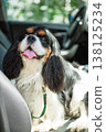 Transporting dogs. Cavalier King Charles Spaniel sits in car seat during the day 138125234
