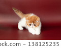 small beautiful red kitten exotic on a burgundy background in the studio. 138125235