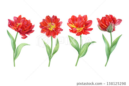 Watercolor set of red double tulips with stems and green leaves in different blooming stages. Ideal for patterns, floral designs, cards, packaging and branding 138125298