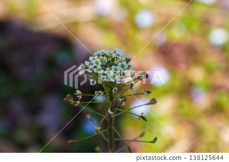  白花 138125644