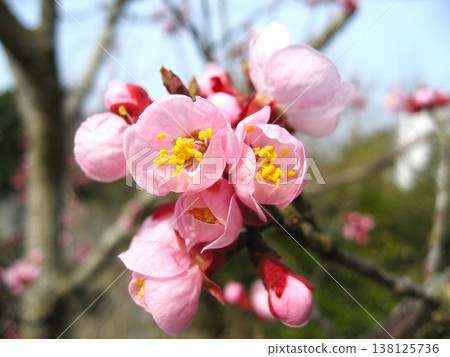 What lovely apricot blossoms! 138125736