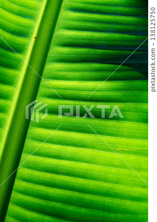 Vibrant Green Banana Leaf Texture Vibrant Green Banana Leaf Texture 138125750