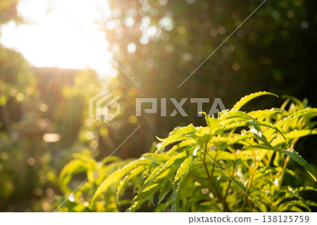Golden Hour Sunlight Through Green Leaves Golden Hour Sunlight Through Green Leaves 138125759
