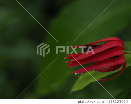 A macro-focused, depth-of-field composite photograph of the red bracts and buds of Pavonia intermedia, dripping with water droplets, taken at a botanical garden in Yamaguchi Prefecture. A macro-focused, depth-of-field composite photograph of the red bracts and buds of Pavonia intermedia, dripping with water droplets, taken at a botanical garden in Yamaguchi Prefecture. 138125924