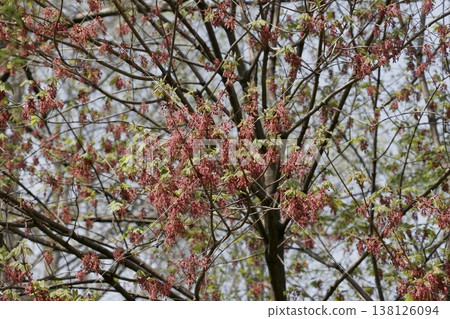 Acer diabolicum in full bloom in Tohoku region. 138126094