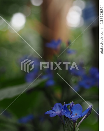 A macro-focused, depth-of-field composite photograph of a vividly blooming blue Verbena bonariensis flower, taken at a botanical garden in Yamaguchi Prefecture. 138126264