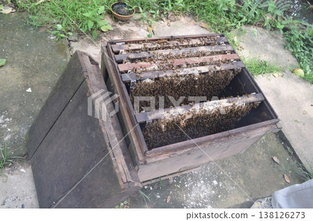 Honey farming 138126273
