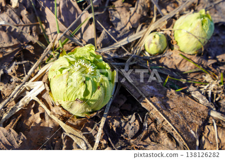 A sign of spring: butterbur sprouts (2026) A sign of spring: butterbur sprouts (2026) 138126282