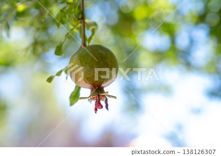 Pomegranate Fruit Hanging on a Tree Branch Under Sunlight in a Natural Garden Setting Pomegranate Fruit Hanging on a Tree Branch Under Sunlight in a Natural Garden Setting 138126307