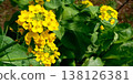 Rapeseed blossoms, a flower that heralds the arrival of spring. 138126381