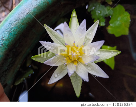 water lily flower, likely a Nymphaea species,  138126384