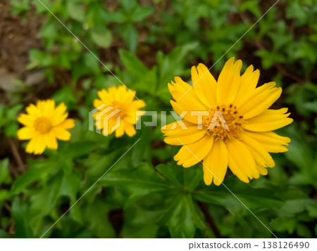 Sphagneticola trilobata yellow flower  138126490