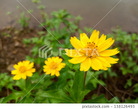Sphagneticola trilobata yellow flower Sphagneticola trilobata yellow flower 138126493