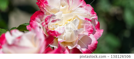 A double-flowered rose with a beautiful contrast of white and pink. 138126506