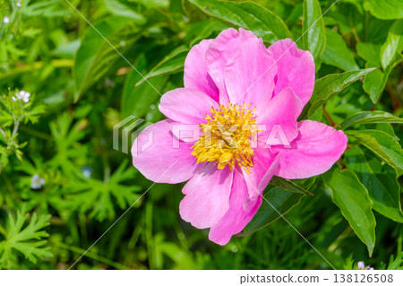 Pink peonies blooming in full glory amidst the fresh greenery. 138126508