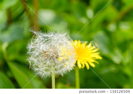 Dandelion fluff and yellow flowers before they float up into the blue sky 138126509