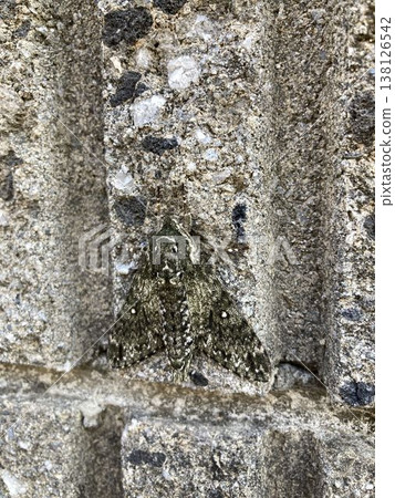 A species of hawk moth perched on a concrete wall, camouflaged for privacy. A species of hawk moth perched on a concrete wall, camouflaged for privacy. 138126542