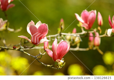 盛開的玉蘭花、玉蘭花、西方蘭花、信義花、愛順花、木蘭花、春花、蔓生春花 138126615