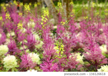 彩葉牡丹(葉牡丹,彩葉甘藍,羽衣甘藍,牡丹菜,觀葉甘藍)花 彩葉牡丹(葉牡丹,彩葉甘藍,羽衣甘藍,牡丹菜,觀葉甘藍)花 138126618