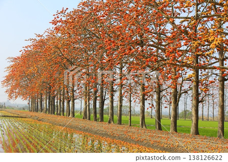 木棉(盤枝花、棉樹、紅棉樹、英雄樹、輕棉、瓊芝、漩渦樹、幸運貝殼、老端、旗火)花步道 木棉(盤枝花、棉樹、紅棉樹、英雄樹、輕棉、瓊芝、漩渦樹、幸運貝殼、老端、旗火)花步道 138126622