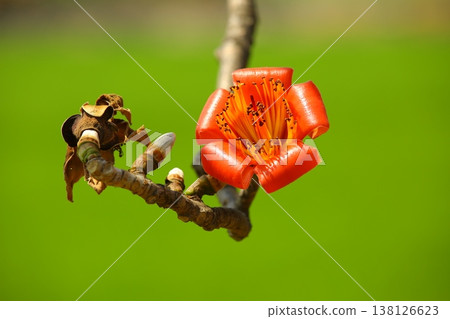 Wooden cotton (battle tree, Panzhi flower, cotton tree, red cotton tree, hero tree, light cotton, Qiong branch, whirlpool tree, Yoshigai, old end, flag) flower, green background Wooden cotton (battle tree, Panzhi flower, cotton tree, red cotton tree, hero tree, light cotton, Qiong branch, whirlpool tree, Yoshigai, old end, flag) flower, green background 138126623