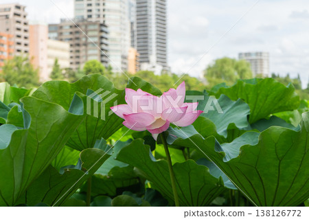 城市中盛開的蓮花，在不忍池中 138126772