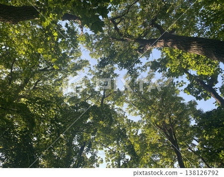 Sunbeams Sunbeams 138126792