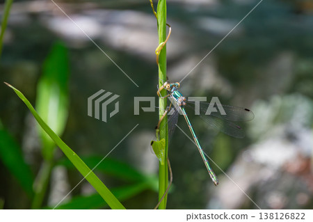 A damselfly perched on the stem of a green plant. 138126822