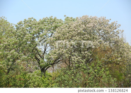 The chinaberry tree is in bloom against a blue sky. The chinaberry tree is in bloom against a blue sky. 138126824