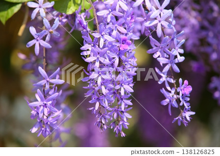 藍紫藤，鈴羽紫藤，九眼紫藤，砂紙葉紫藤，砂紙紫藤，皇后花環，藍紫藤 138126825