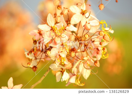 花旗木開花 138126829