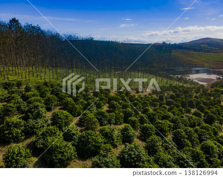 Highland plantations. Highland plantations. 138126994