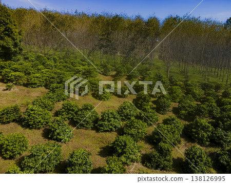 Highland plantations. Highland plantations. 138126995