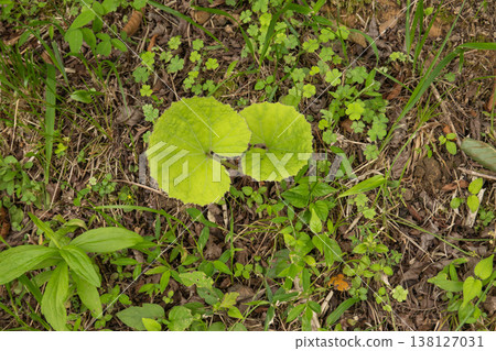 The round, lovely leaves of the butterbur plant sprout on the forest floor. The round, lovely leaves of the butterbur plant sprout on the forest floor. 138127031