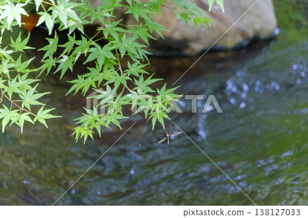 A crane fly and a green maple leaf hang from a spider's web above a mountain stream. 138127033