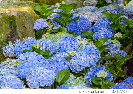 Vibrant blue hydrangeas blooming beside the stone wall Vibrant blue hydrangeas blooming beside the stone wall 138127034