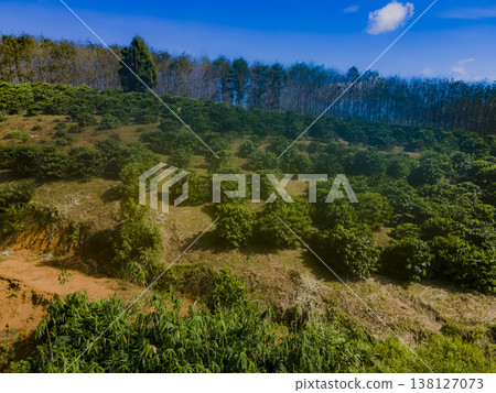 Highland plantations. Highland plantations. 138127073