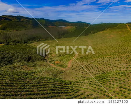 Highland plantations. Highland plantations. 138127100