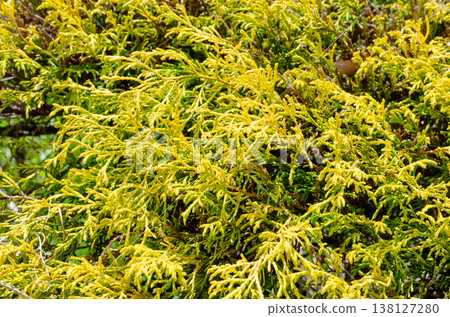The texture of a conifer with vibrant yellow leaves. 138127280