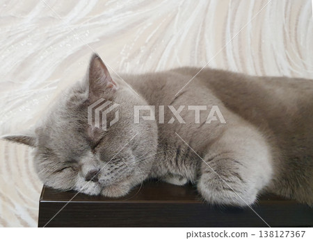 Relaxed gray cat napping on a wooden table edge with one paw hanging over a red textured rug. 138127367